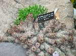005_2009-0118-1021-06.jpg